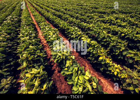 L'agriculture du soja sur plantation agricole biologique Banque D'Images