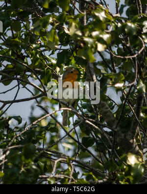 Un Européen Robin (Erithacus rubecula aux abords de chant) parmi les branches d'un arbre de Woodbury, l'est du Devon, Angleterre du Sud-Ouest, Royaume-Uni. Banque D'Images