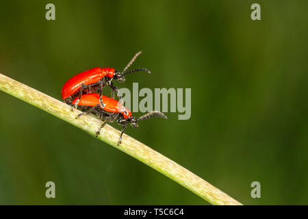 Lily Beetle, Lilioceris lilii, paire d'accouplement sur tige fritillary, Monmouthshire. Chrysomelidae Famille Banque D'Images