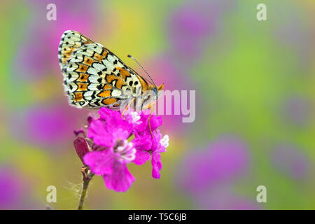 Glanville Fritillary butterfly Melitaea cinxia en République Tchèque Banque D'Images