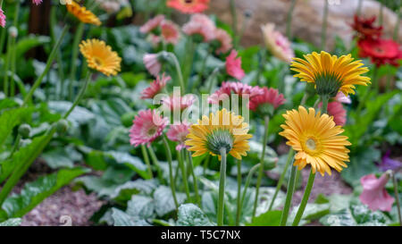 Au dôme de fleurs Daisy Garbera - Jardin de Singapour par La Baie Banque D'Images