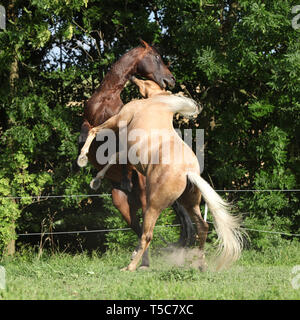 Deux étalons quarter horse lutter les uns avec les autres sur des pâturages Banque D'Images