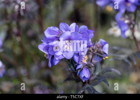 Gros plan de Polemonium Bressingham Purple Flowering dans un jardin anglais, Angleterre, Royaume-Uni Banque D'Images