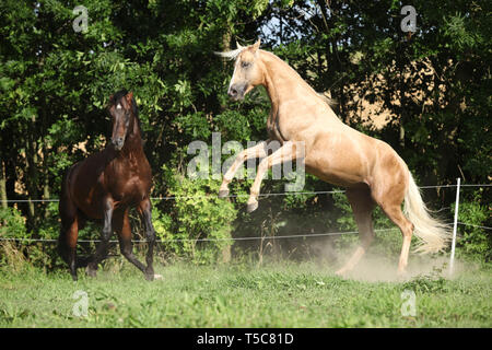 Deux étalons quarter horse lutter les uns avec les autres sur des pâturages Banque D'Images