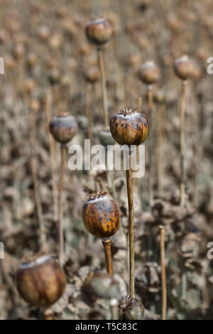 Les gousses du pavot à opium dans le temps de la récolte. La récolte pour les graines de pavot et d'opium brut, de l'Inde. Banque D'Images