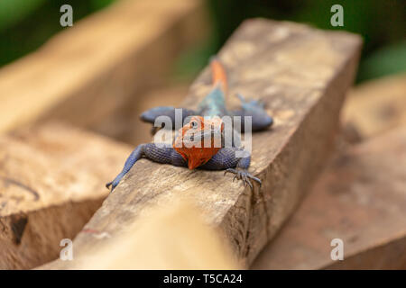 Homme Lebreton red headed agama lizard Banque D'Images