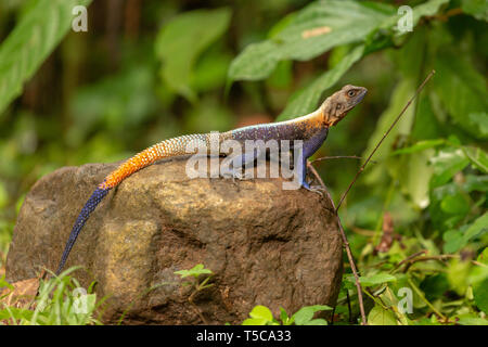 Homme Lebreton red headed agama lizard Banque D'Images