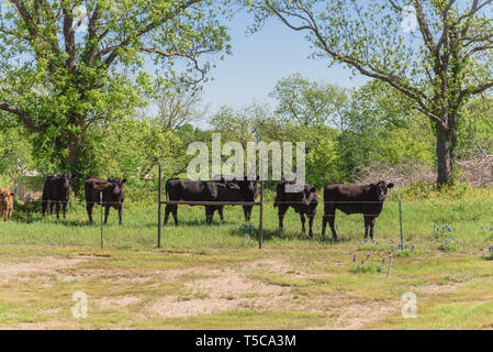 Groupe de vaches noires à batterie locale à Bristol, Tennessee, USA. Au ranch de bétail noir avec des barbelés au printemps blossom Bluebonnet Banque D'Images