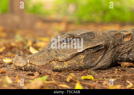 Crocodile nain d'Afrique de l'ouest portrait à l'aube Banque D'Images