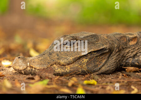 Crocodile nain d'Afrique de l'ouest portrait à l'aube Banque D'Images