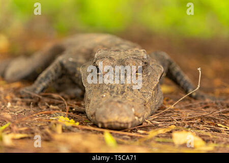 Crocodile nain d'Afrique de l'ouest portrait à l'aube Banque D'Images