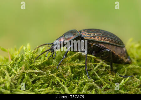 Portrait de carabes Carabus ullrichii en République Tchèque Banque D'Images