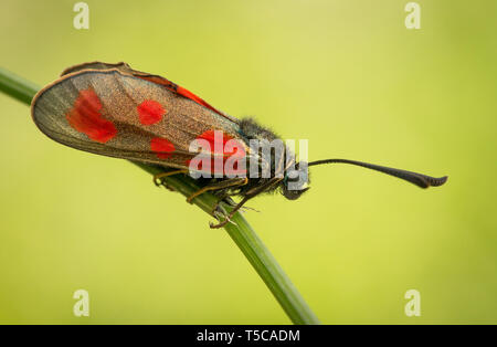 Zygaena loti, mince Scotch burnet, noir rouge papillon papillon en République Tchèque Banque D'Images