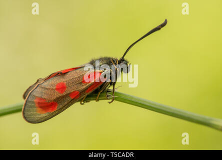 Zygaena loti, mince Scotch burnet, noir rouge papillon papillon en République Tchèque Banque D'Images