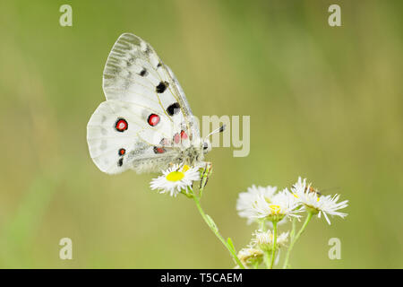 Buterfly Apollo Parnassius apollo en République Tchèque Banque D'Images