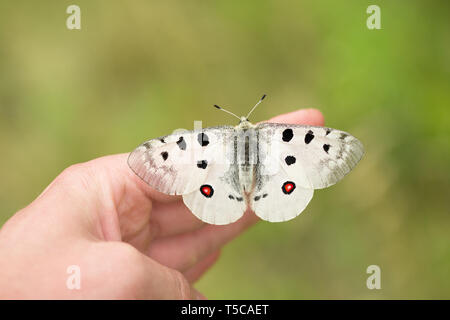 Buterfly Apollo Parnassius apollo en République Tchèque Banque D'Images