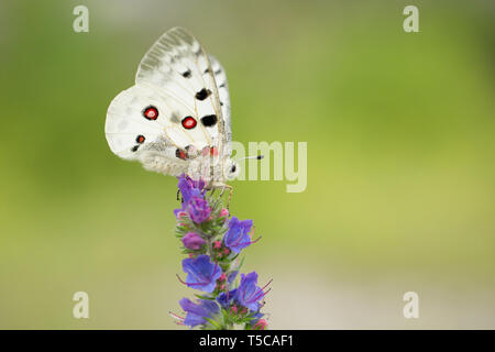 Buterfly Apollo Parnassius apollo en République Tchèque Banque D'Images