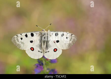 Buterfly Apollo Parnassius apollo en République Tchèque Banque D'Images