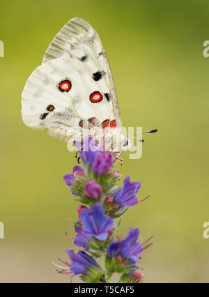 Buterfly Apollo Parnassius apollo en République Tchèque Banque D'Images
