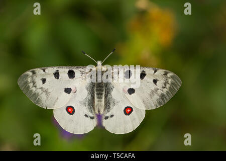 Buterfly Apollo Parnassius apollo en République Tchèque Banque D'Images