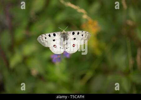 Buterfly Apollo Parnassius apollo en République Tchèque Banque D'Images