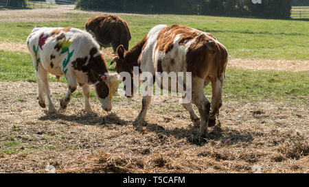 'Laissant échapper des vaches' festival au Bhaktivedanta Manor près de Watford, en Angleterre. Le manoir est un site d'ISKCON (International Society for Krishna Consci Banque D'Images