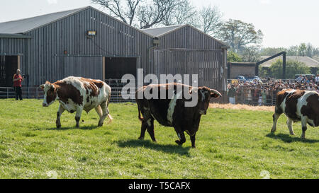 'Laissant échapper des vaches' festival au Bhaktivedanta Manor près de Watford, en Angleterre. Le manoir est un site d'ISKCON (International Society for Krishna Consci Banque D'Images