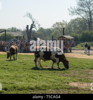 'Laissant échapper des vaches' festival au Bhaktivedanta Manor près de Watford, en Angleterre. Le manoir est un site d'ISKCON (International Society for Krishna Consci Banque D'Images