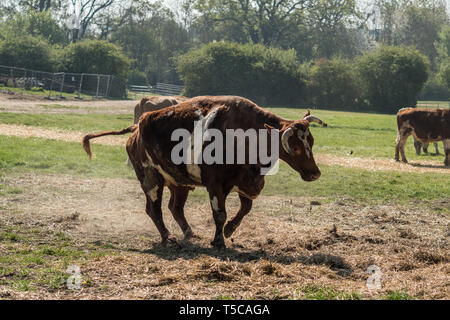 'Laissant échapper des vaches' festival au Bhaktivedanta Manor près de Watford, en Angleterre. Le manoir est un site d'ISKCON (International Society for Krishna Consci Banque D'Images