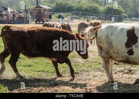 'Laissant échapper des vaches' festival au Bhaktivedanta Manor près de Watford, en Angleterre. Le manoir est un site d'ISKCON (International Society for Krishna Consci Banque D'Images