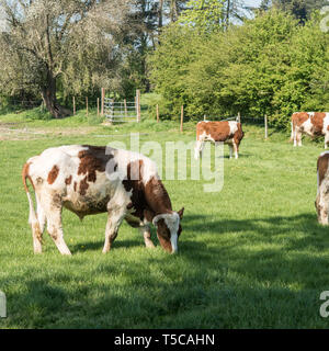 'Laissant échapper des vaches' festival au Bhaktivedanta Manor près de Watford, en Angleterre. Le manoir est un site d'ISKCON (International Society for Krishna Consci Banque D'Images