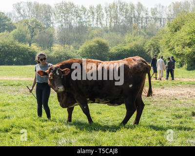 'Laissant échapper des vaches' festival au Bhaktivedanta Manor près de Watford, en Angleterre. Le manoir est un site d'ISKCON (International Society for Krishna Consci Banque D'Images