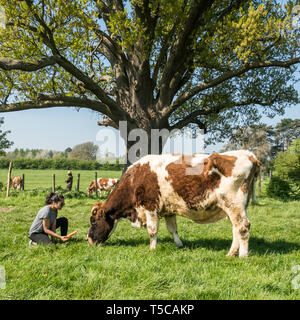 'Laissant échapper des vaches' festival au Bhaktivedanta Manor près de Watford, en Angleterre. Le manoir est un site d'ISKCON (International Society for Krishna Consci Banque D'Images