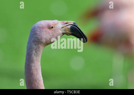 Close up head shot d'un flamant rose Banque D'Images