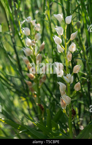 Cephalanthère à feuilles étroites aka Sword,Cephalanthera longifolia Cephalanthère à feuilles. En contre-jour soleil du soir. Banque D'Images
