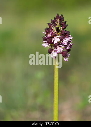 Orchis purpurea fleur, violet orchidée sauvage. Alias orchidée. Banque D'Images