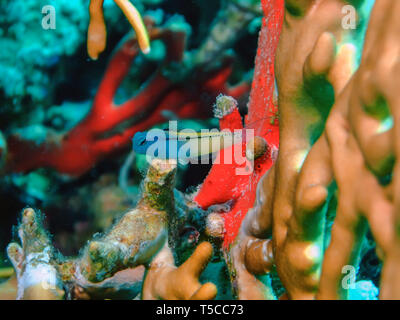 Mer Rouge imiter ( cirrosus mimoblennius blennies) Banque D'Images