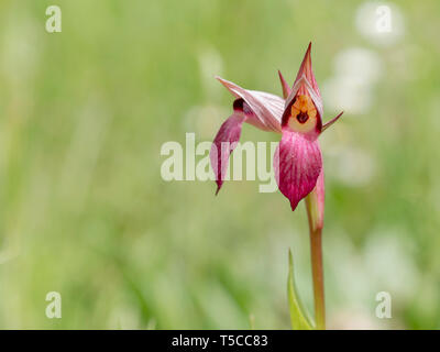 Serapias Lingua, langue d'orchidée. Wildflower. Belle vue détaillée à l'intérieur de la fleur. Banque D'Images