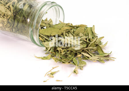 Stévia séchées (Stevia rebaudiana Bertoni) laisse répandu d'un bocal de verre isolé sur fond blanc. Galerie d'images haute résolution. Banque D'Images