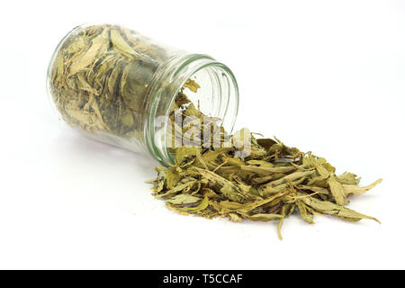 Stévia séchées (Stevia rebaudiana Bertoni) laisse répandu d'un bocal de verre isolé sur fond blanc. Galerie d'images haute résolution. Banque D'Images