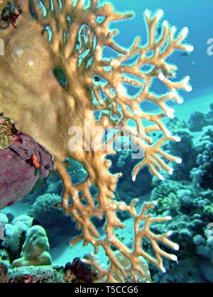 Net Fire Coral (Millepora Dichotoma) Prenant En Mer Rouge, Egypte. Banque D'Images