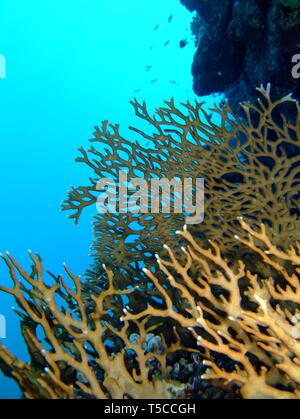 Net Fire Coral (Millepora Dichotoma) Prenant En Mer Rouge, Egypte. Banque D'Images