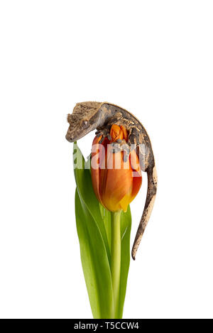 Crested Gecko sur une fleur isolé sur fond blanc Banque D'Images