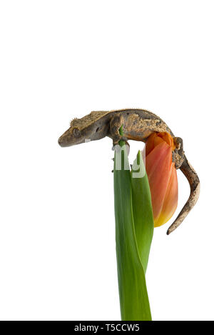 Crested Gecko sur une fleur isolé sur fond blanc Banque D'Images