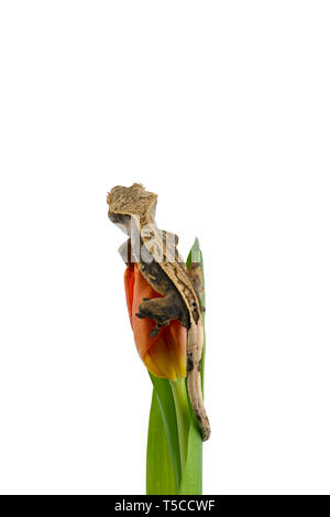 Crested Gecko sur une fleur isolé sur fond blanc Banque D'Images