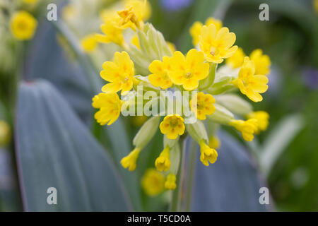 Primula veris. Dans Cowslips un jardin anglais. Banque D'Images