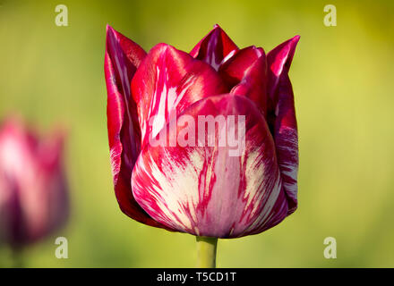 Gros plan d'une tulipe très spécial avec le nom Rembrandt Dame Catharina Gordon, photographié dans le jardin Hortus Bulborum, ampoule, est une ancienne commune des Pays-Bas Banque D'Images