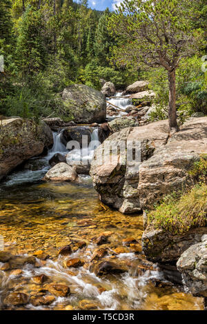 Copeland Falls sur North St. Vrain Creek à l'état sauvage du bassin du Rocky Mountain National Park près de Allenspark, Colorado. Banque D'Images