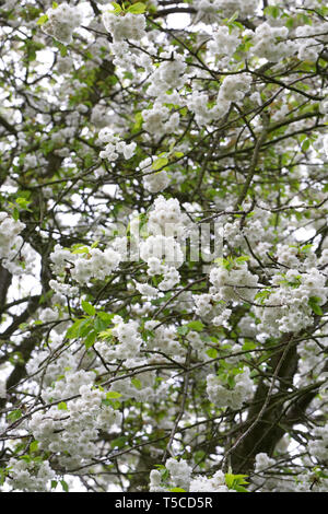 Prunus en fleurs. Fleur de cerisier. Banque D'Images