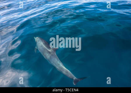 Dolphin, Golfe de Californie, au Mexique. Banque D'Images